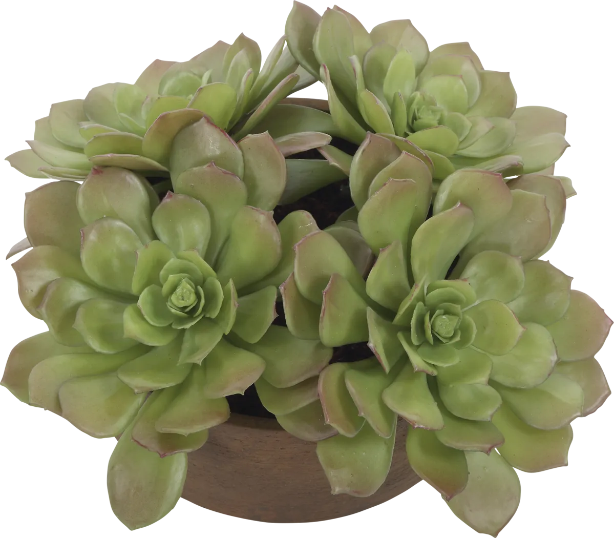 Agaki Brown Silk Plant - Thumbnail - Image 3