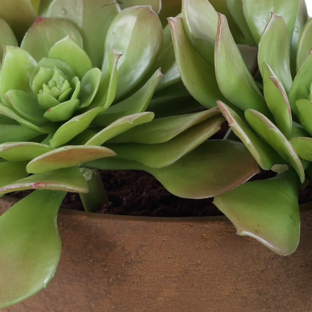 Agaki Brown Silk Plant - Thumbnail - Image 4