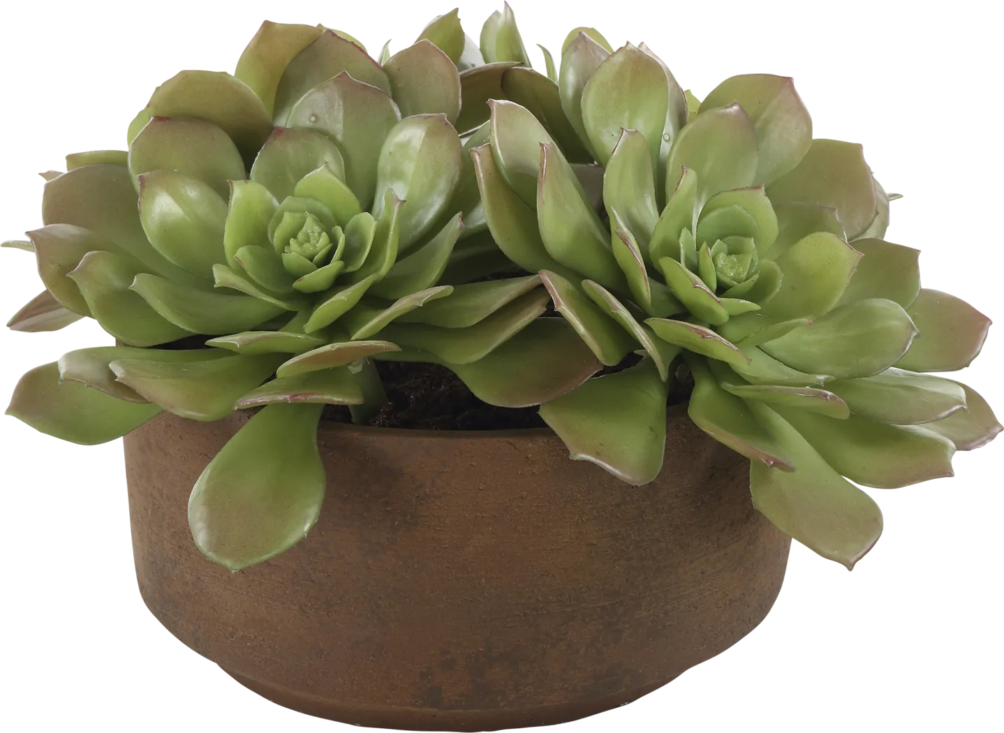 Agaki Brown Silk Plant - Thumbnail - Image 5