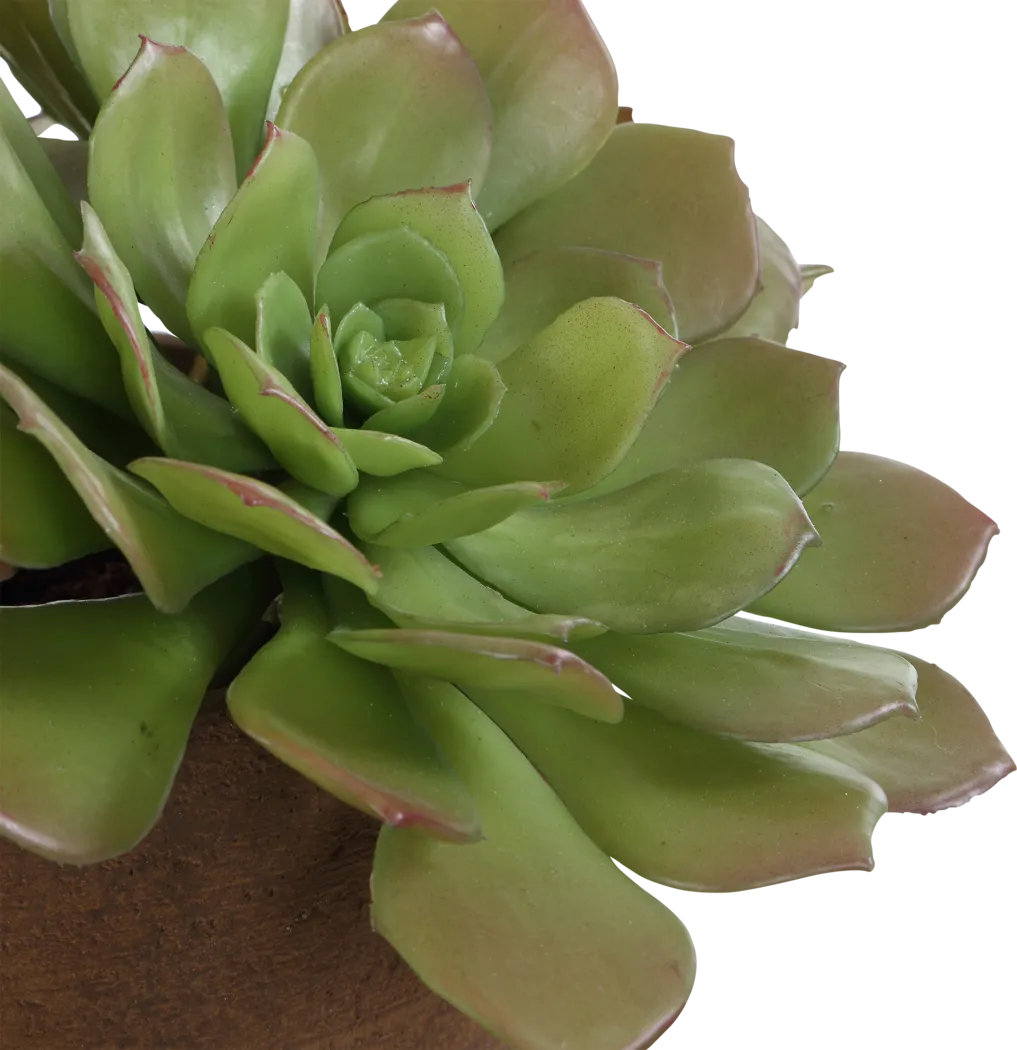 Agaki Brown Silk Plant - Thumbnail - Image 6