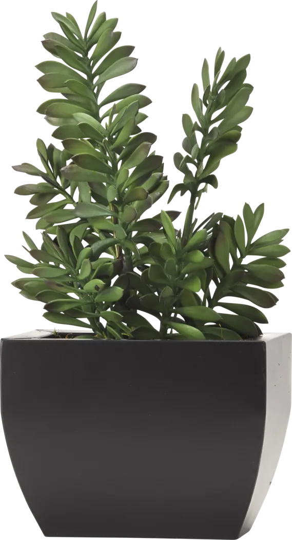 Ailyne Green Jade Silk Plant - Thumbnail - Image 1