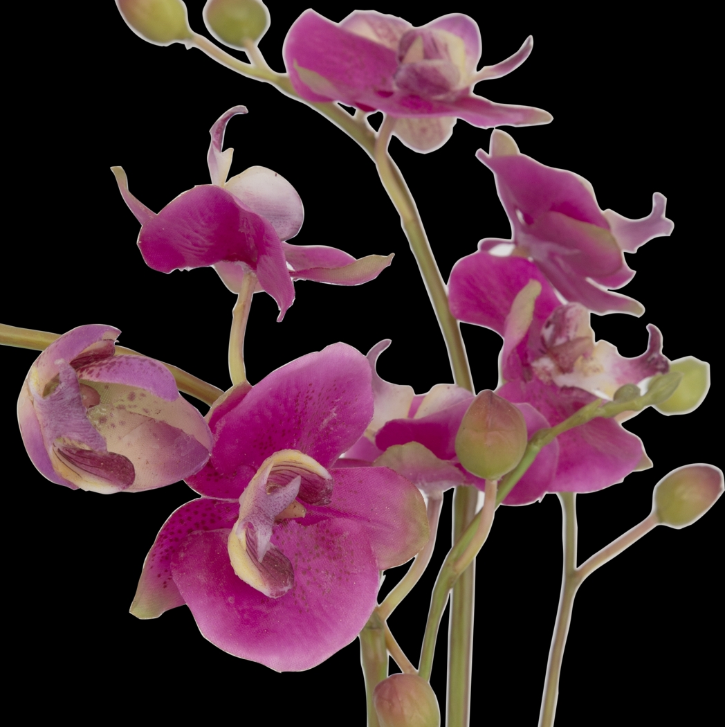 Alie Pink Plant - Thumbnail - Image 7