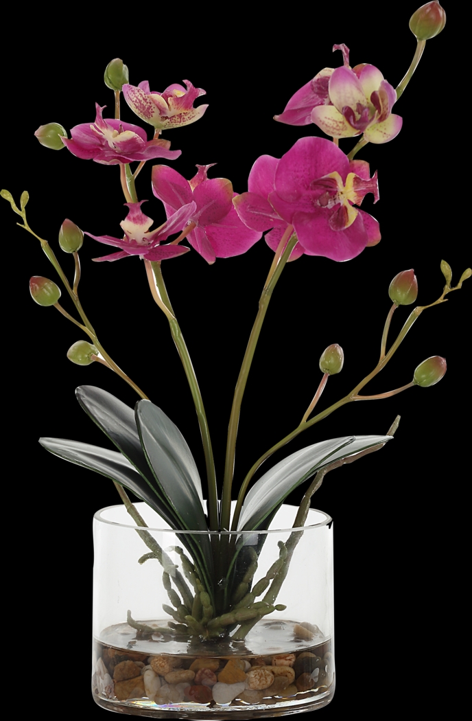 Alie Pink Plant - Thumbnail - Image 1