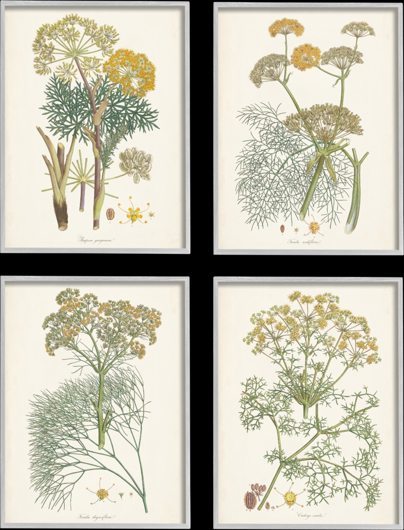 An Assortment of Herbs Set of 4 Artwork - Thumbnail - Image 1
