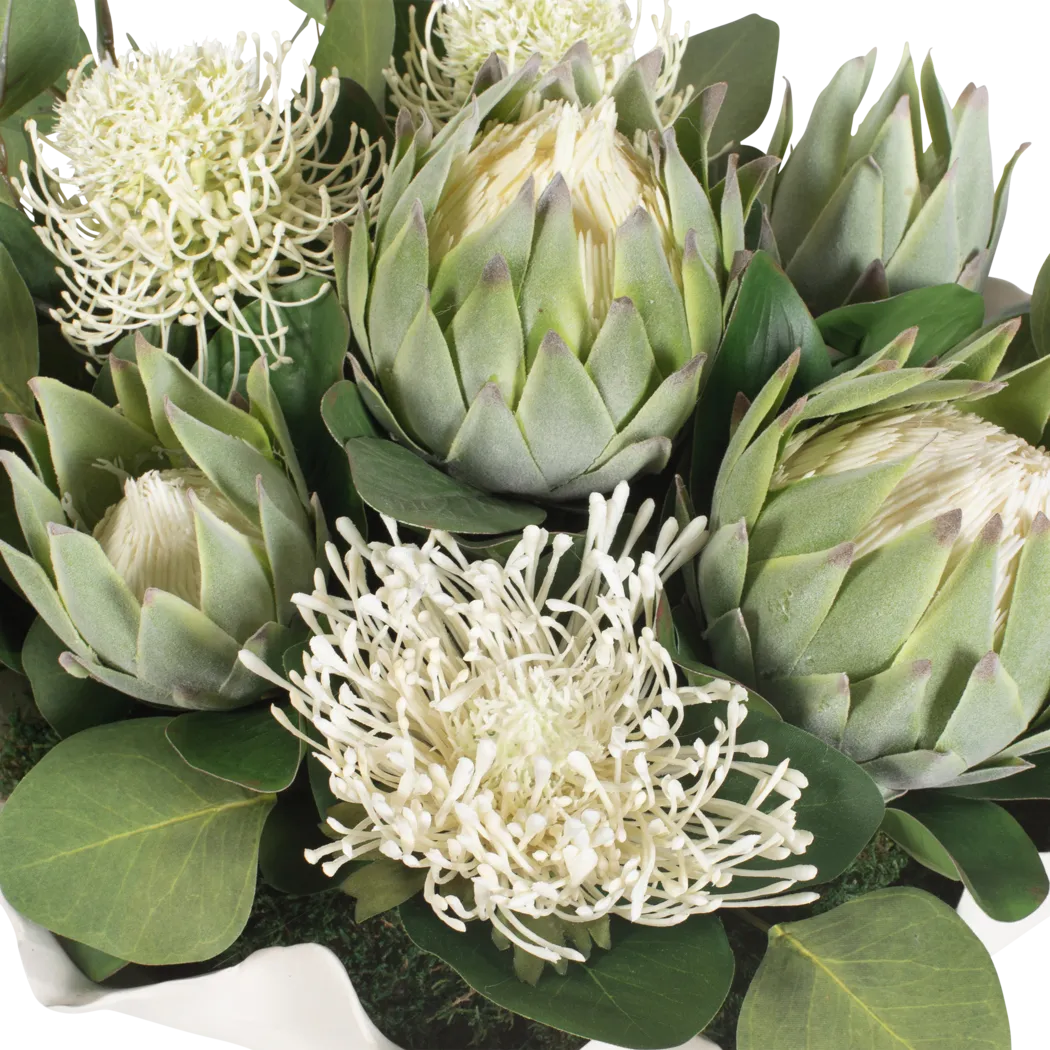 Arima White Silk Plant - Image 8