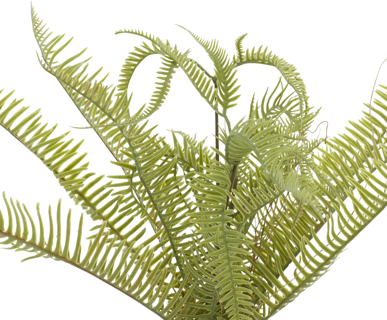 Arthir Green Silk Plant - Thumbnail - Image 3
