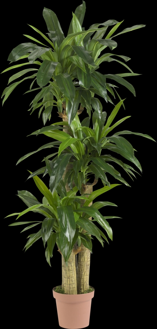 Athaliah Green Dracaena Silk Tree - Thumbnail - Image 1
