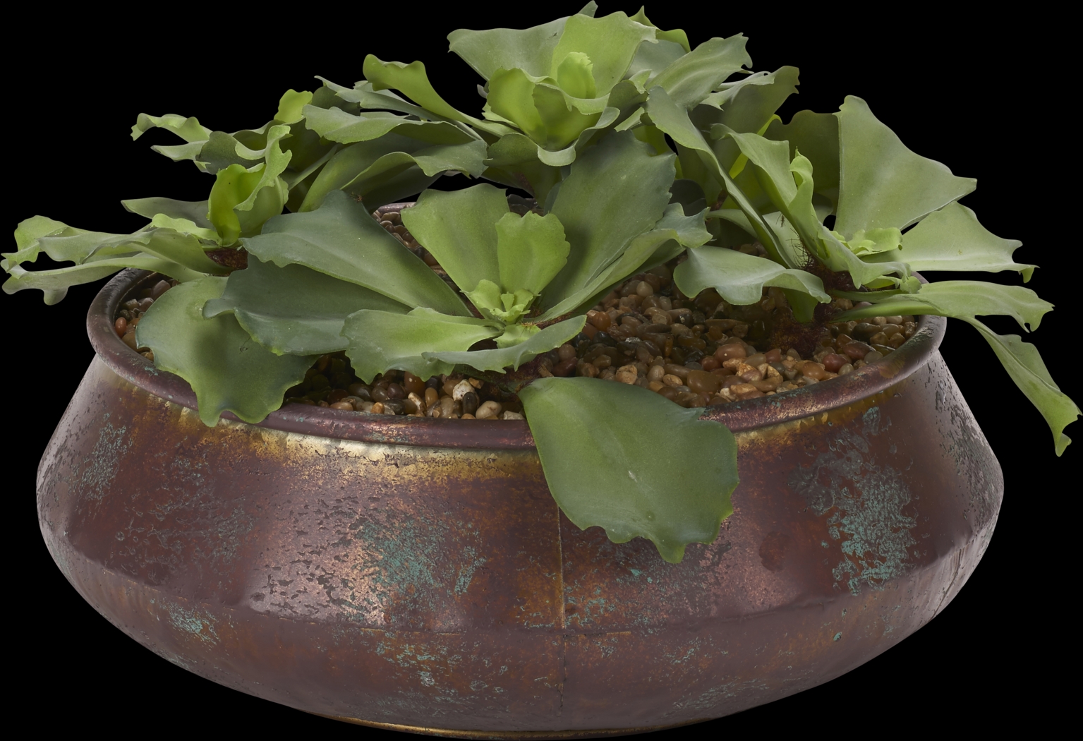 Avali Green Echeveria Silk Plant - Thumbnail - Image 1