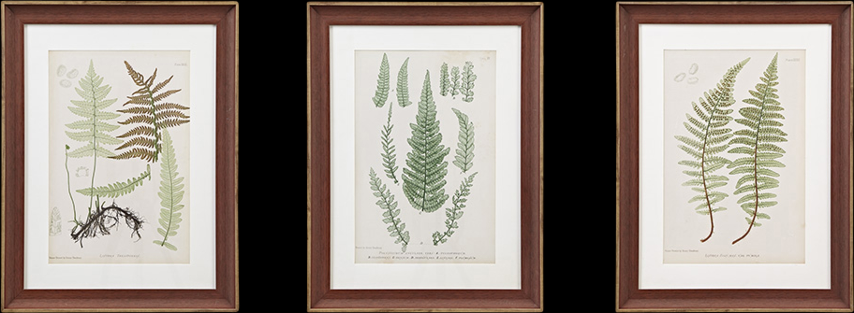 Avonoak Green Framed Graphic Wall Art Set of 3 - Thumbnail - Image 1