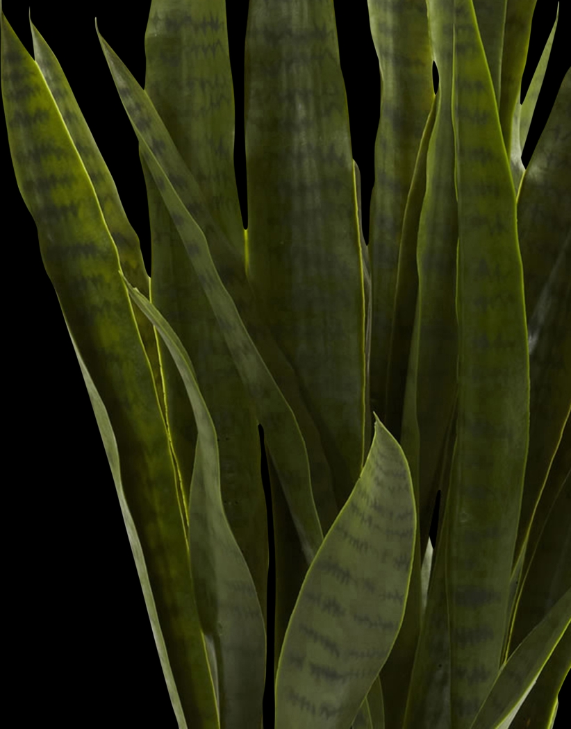 Azairah Green Sansevieria Silk Plant - Thumbnail - Image 3