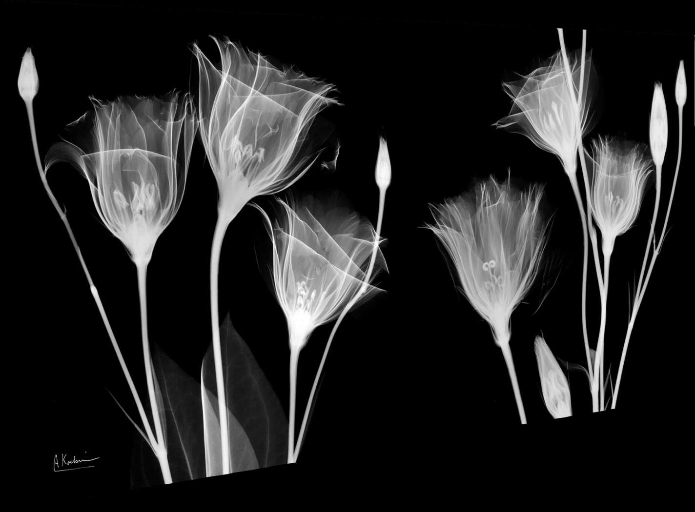 Bamert Black Artwork - Thumbnail - Image 5