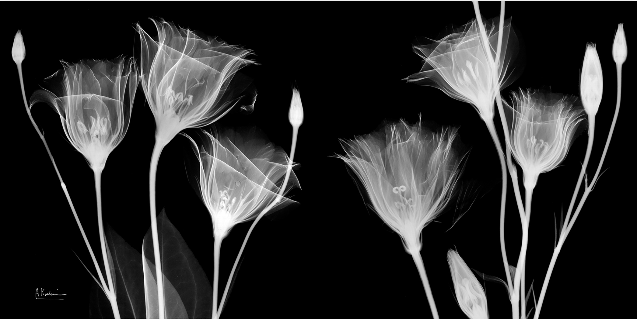 Bamert Black Artwork - Thumbnail - Image 1