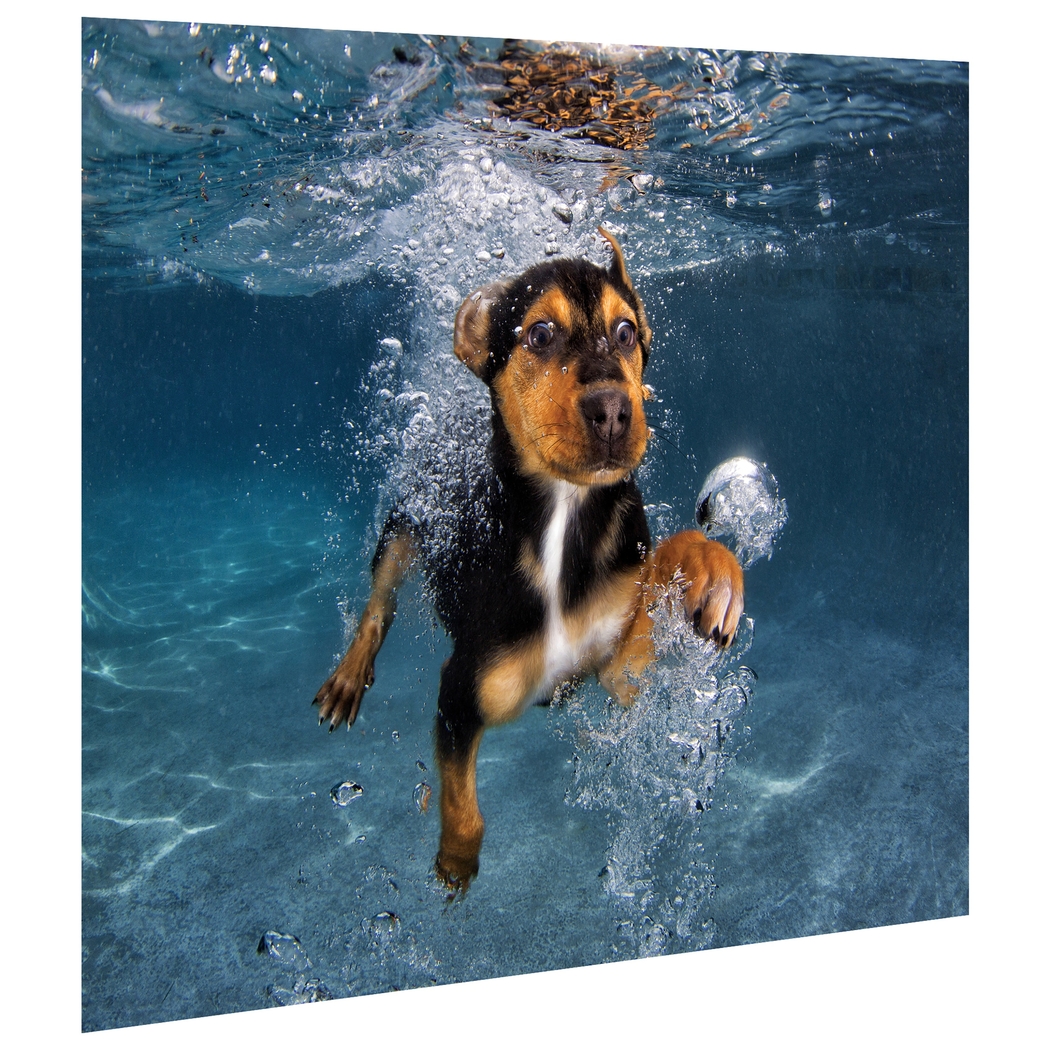 Baxter's Swim Artwork - Thumbnail - Image 2
