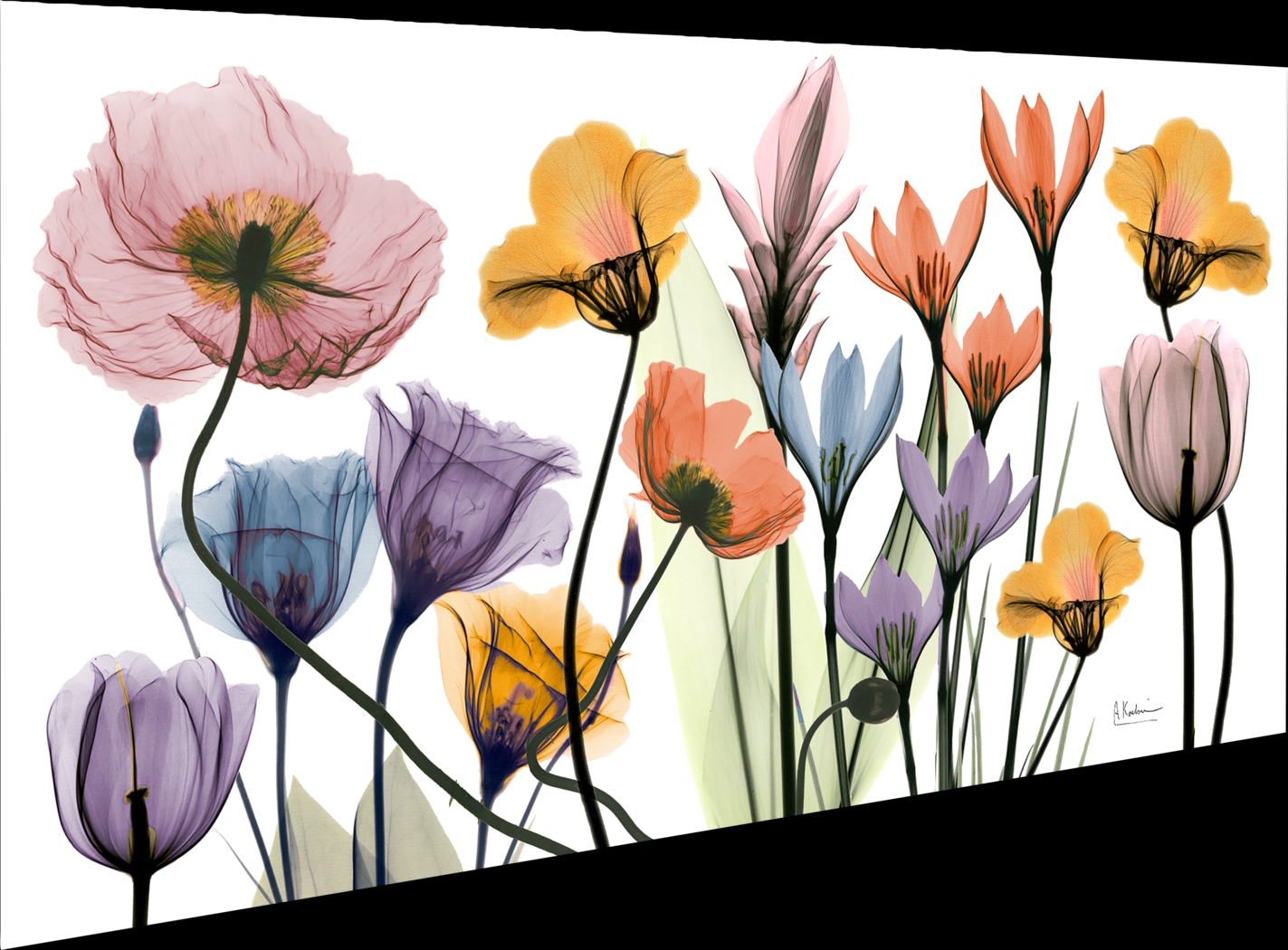 Bencomo Multi Artwork - Thumbnail - Image 6