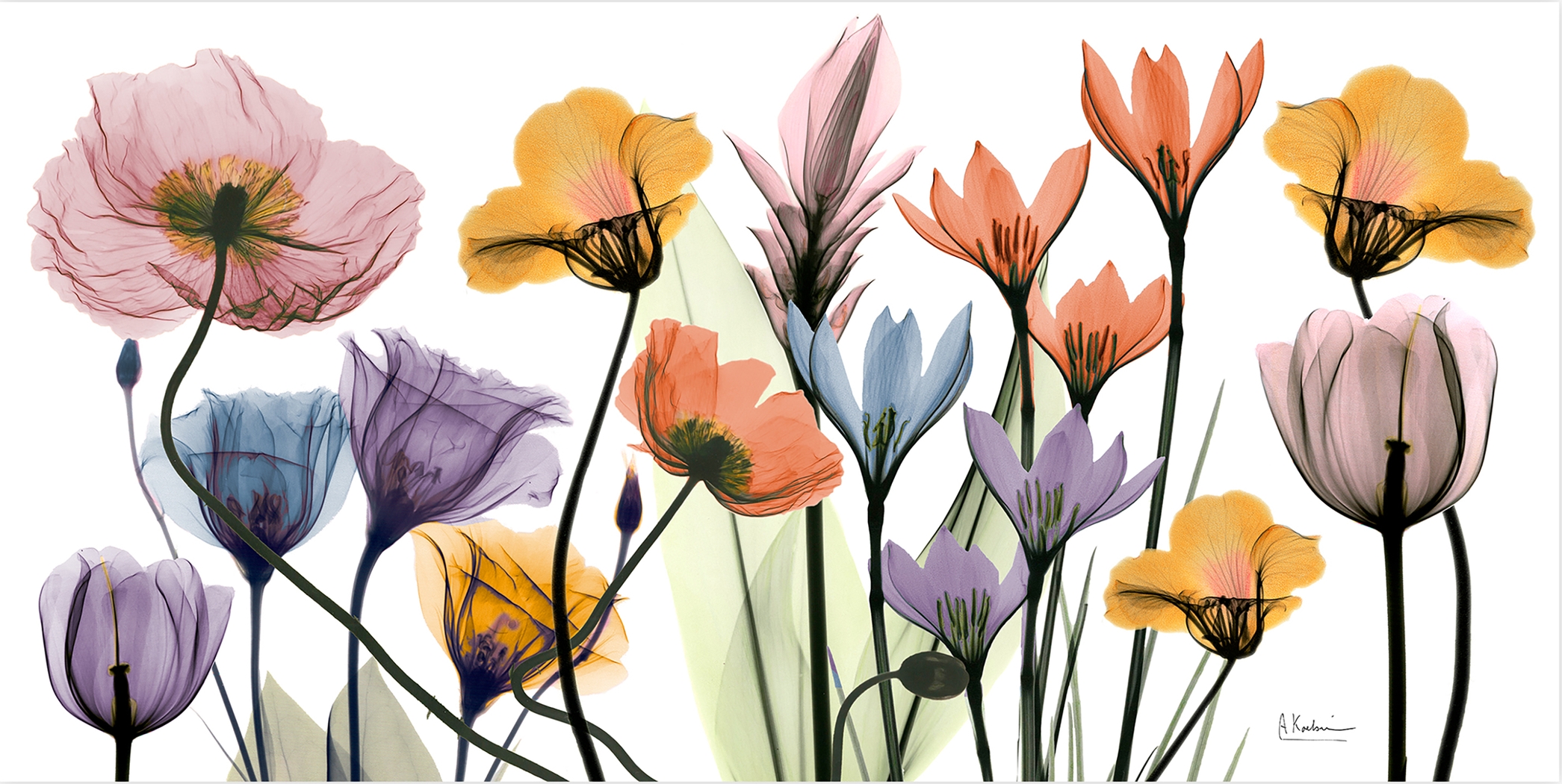 Bencomo Multi Artwork - Thumbnail - Image 1