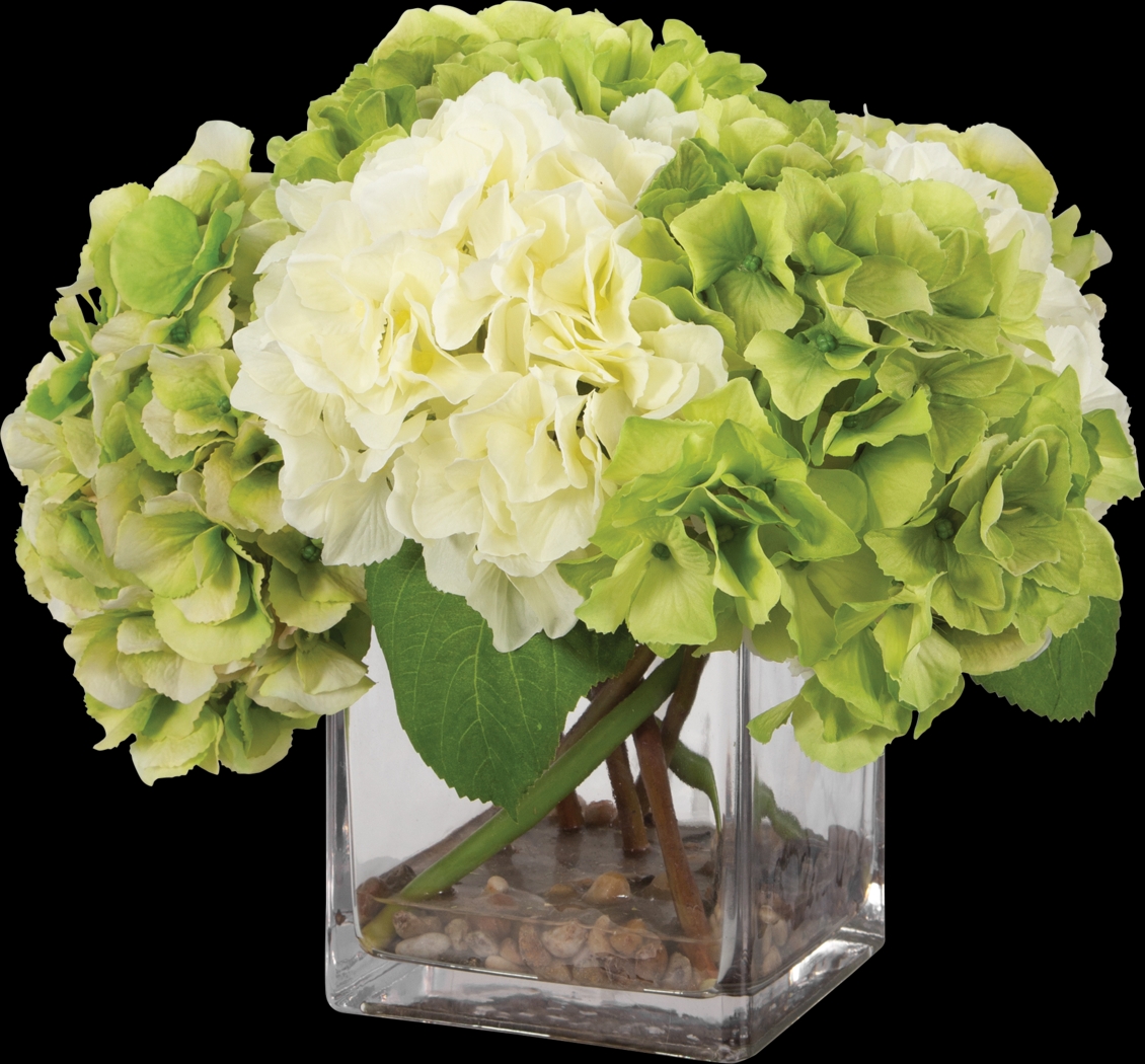 Berl White Plant - Thumbnail - Image 1