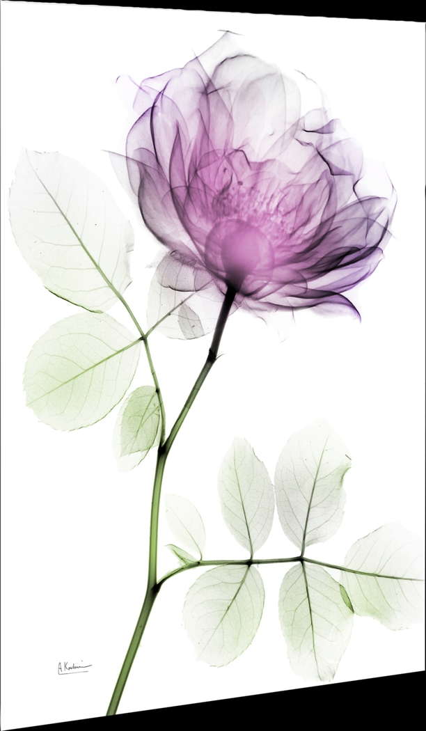 Bleimeyer Purple Artwork - Thumbnail - Image 5