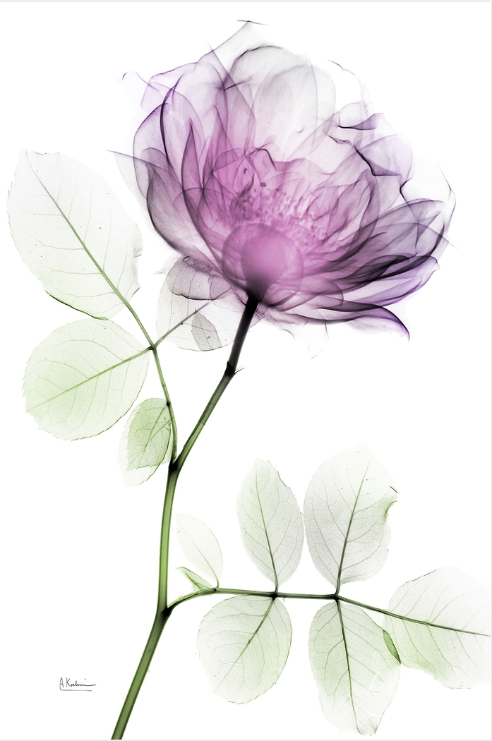 Bleimeyer Purple Artwork - Thumbnail - Image 1