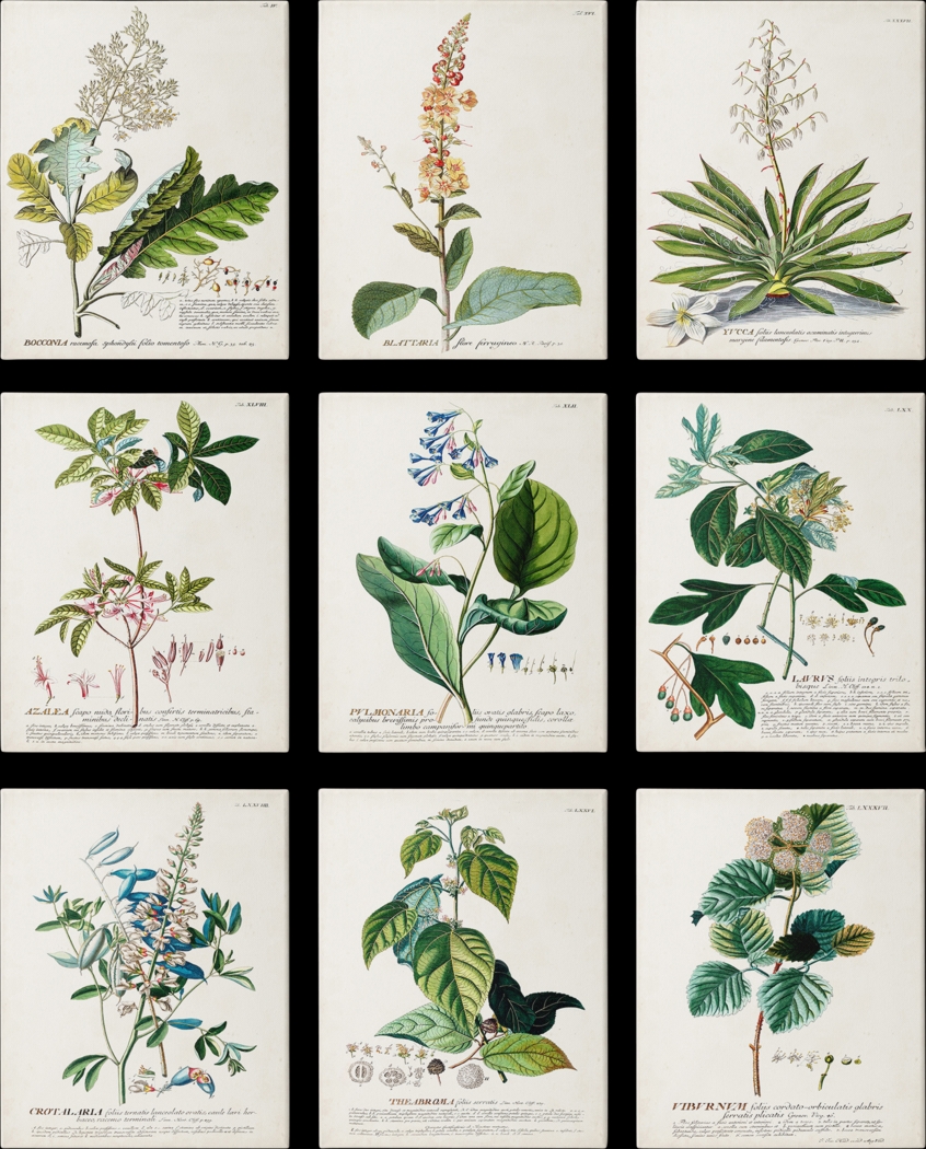 Botanical Dream Set of 9 Artwork - Thumbnail - Image 1