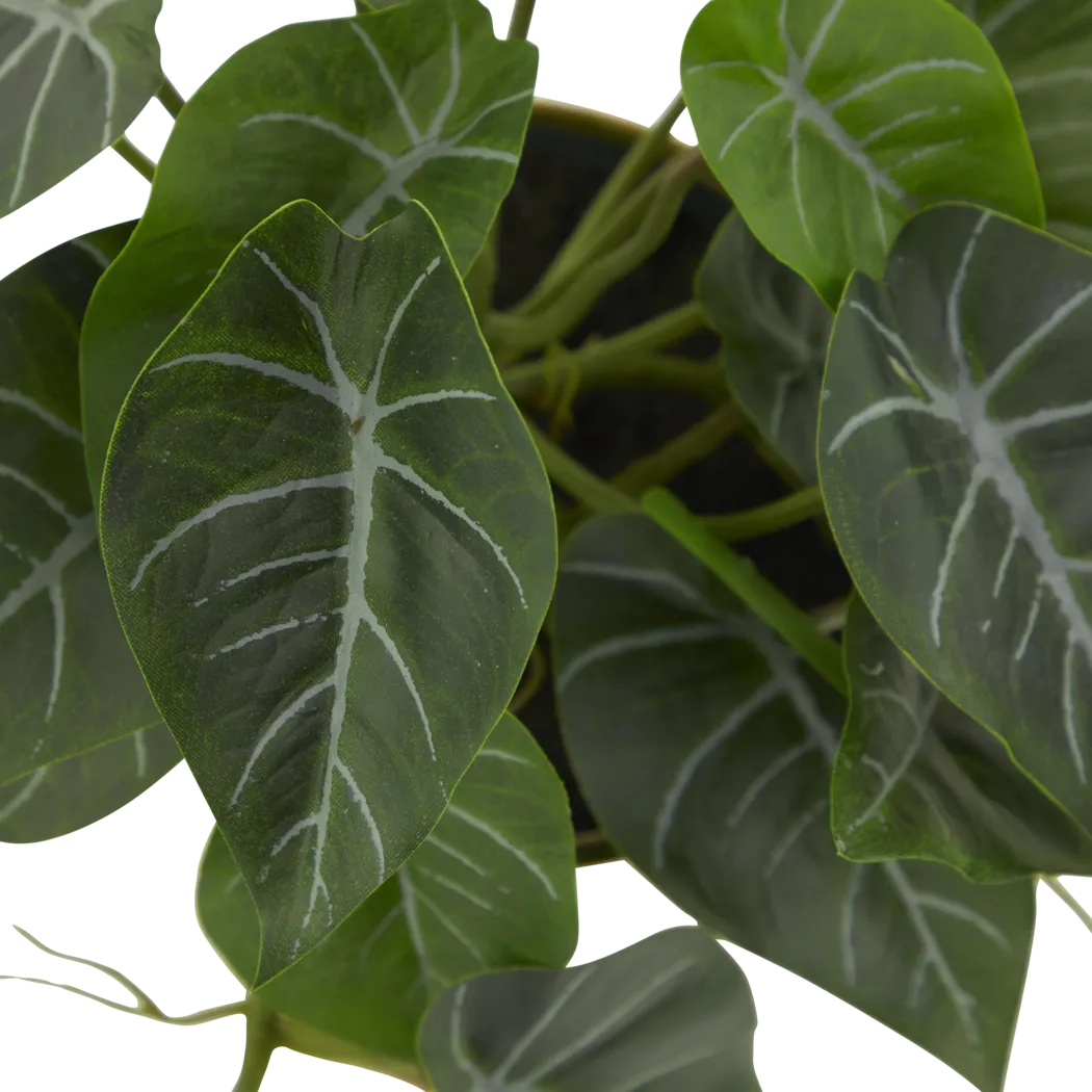 Bruwes Green Silk Plant - Thumbnail - Image 3