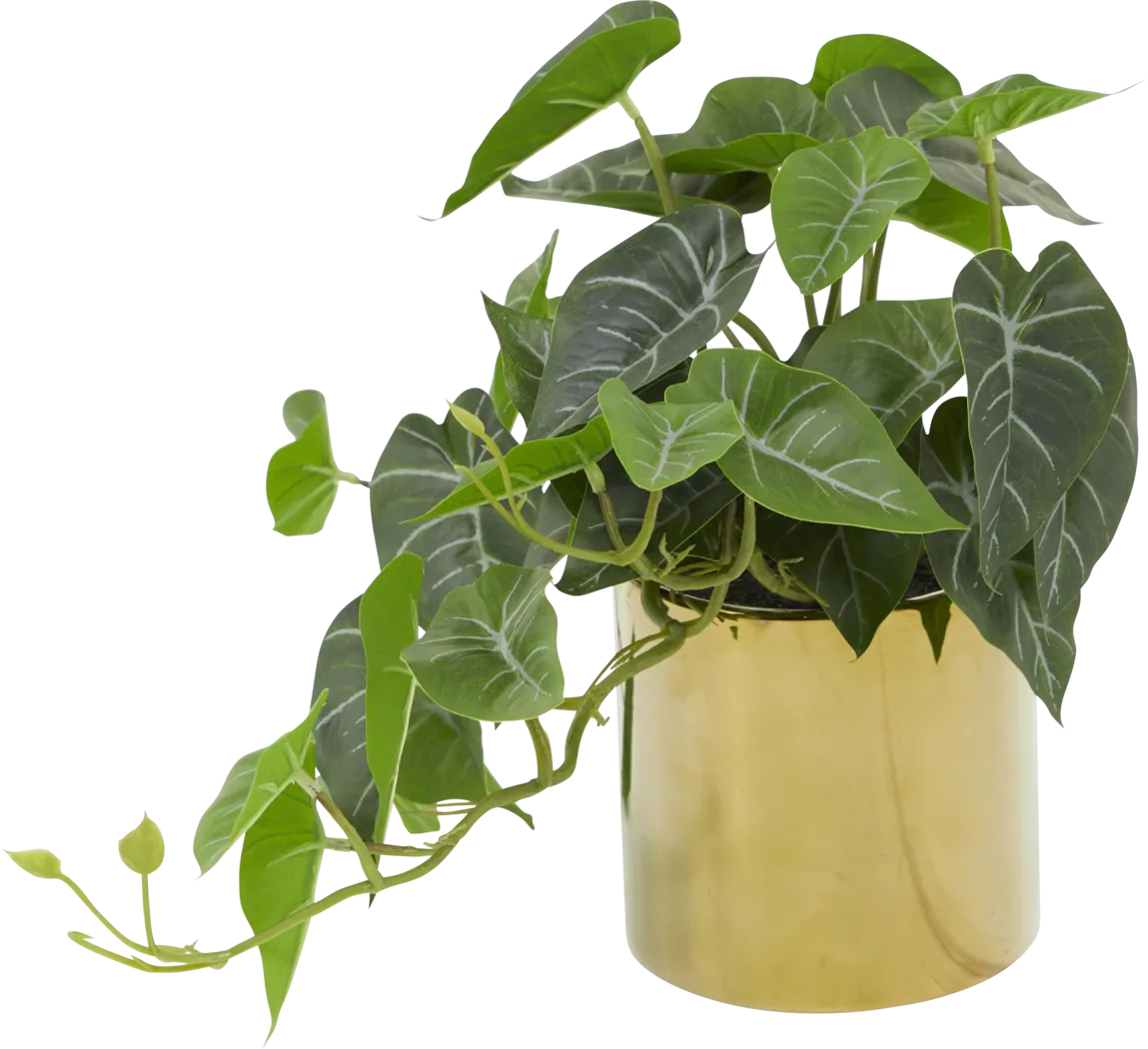 Bruwes Green Silk Plant - Thumbnail - Image 6