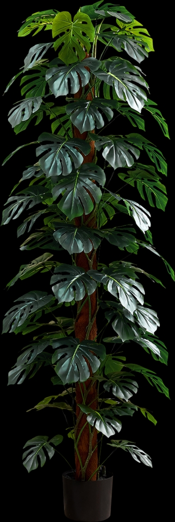 Calhouny Green Silk Plant - Thumbnail - Image 1