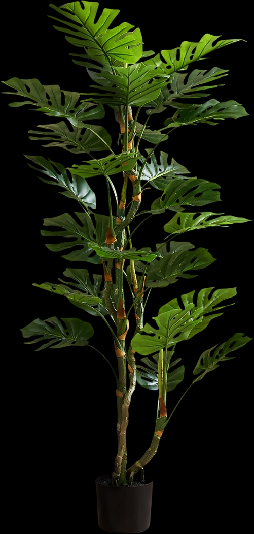 Casron Green Silk Plant - Thumbnail - Image 1