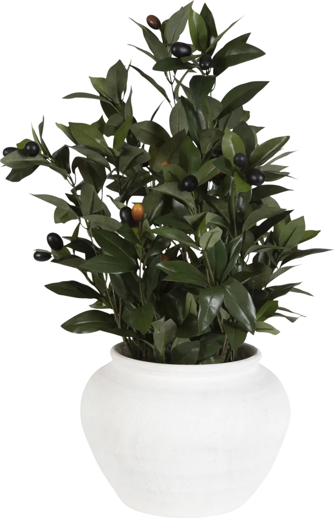 Caui Green Silk Plant - Thumbnail - Image 1