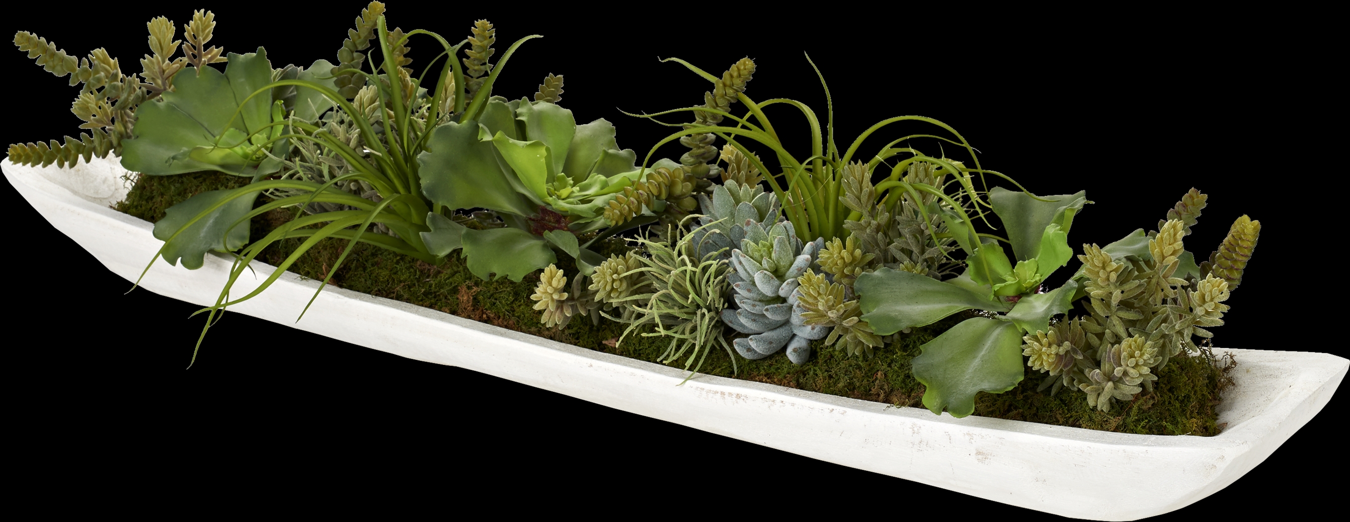 Clogston White Silk Plant - Thumbnail - Image 1