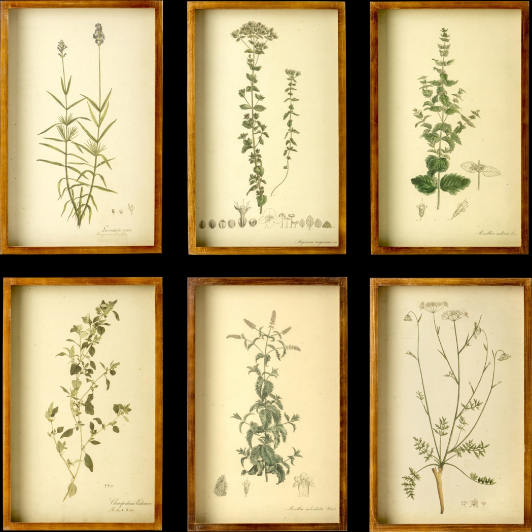 Collected Botanicals Set of 6 Artwork - Thumbnail - Image 1