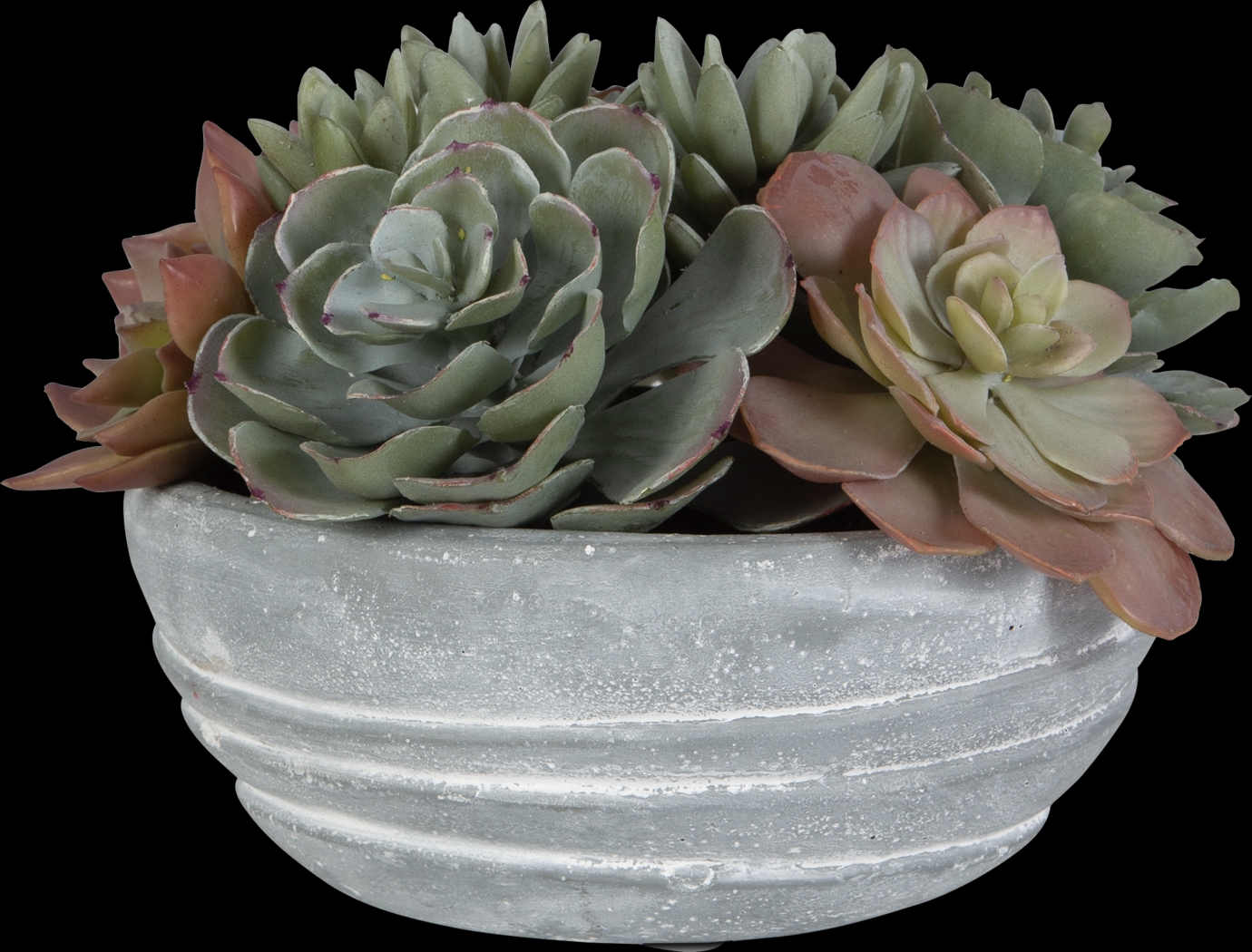 Coura Gray Plant - Thumbnail - Image 3