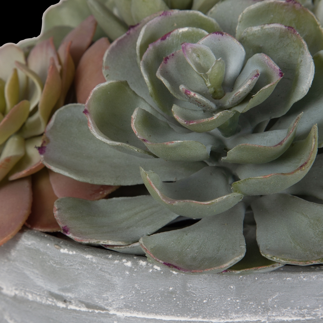 Coura Gray Plant - Thumbnail - Image 4