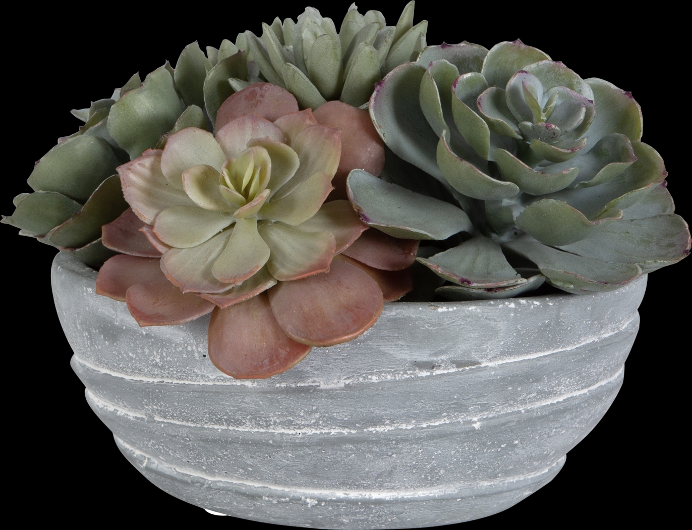 Coura Gray Plant - Thumbnail - Image 1