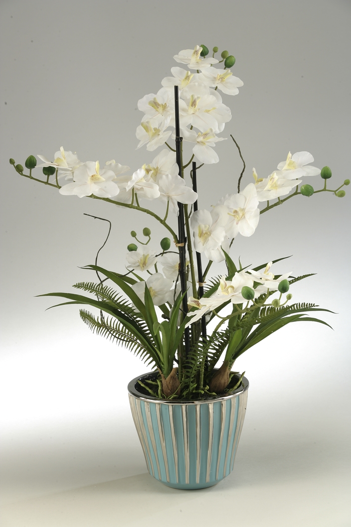 Cream Orchids in Ceramic Planter - Thumbnail - Image 1