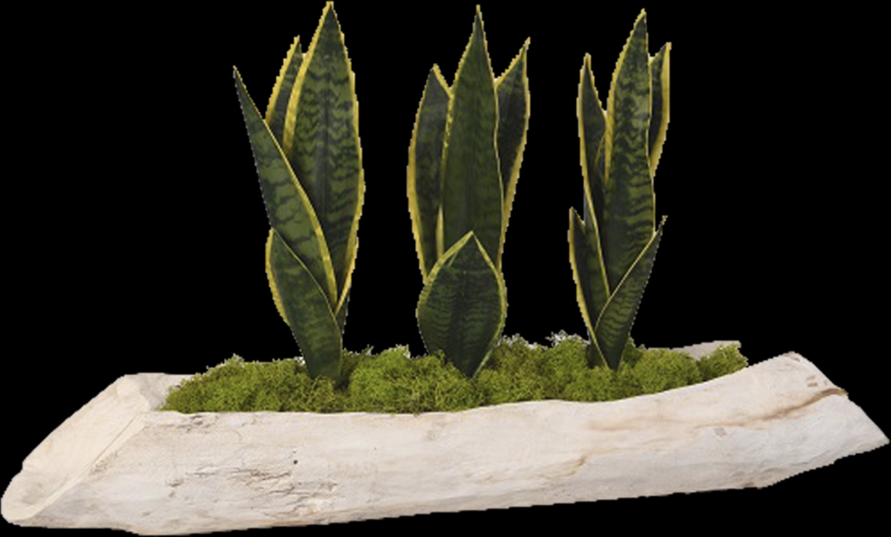 Crismon White Silk Plant - Thumbnail - Image 1