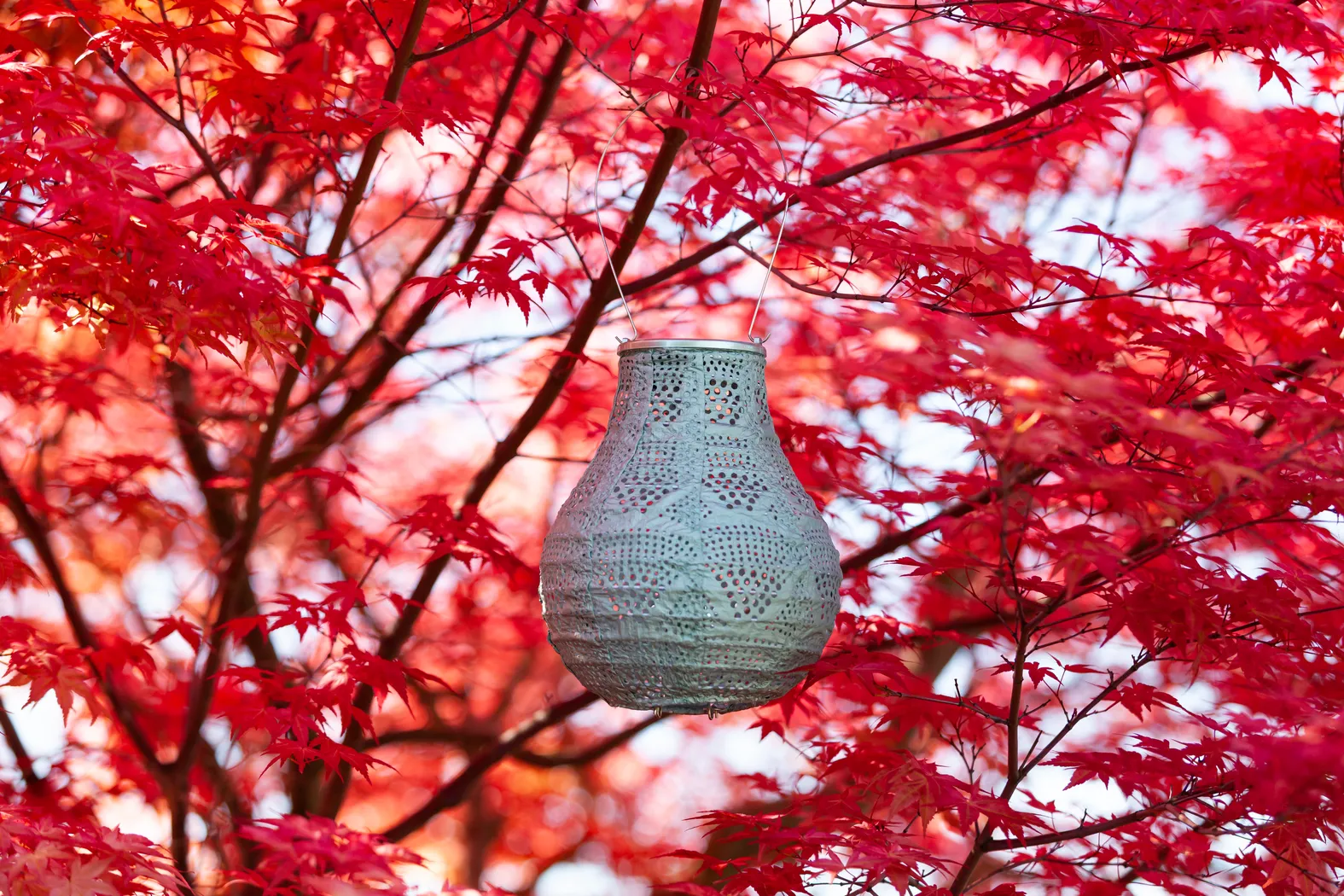 Cyra Creek Outdoor Sage Solar Lantern - Thumbnail - Image 7