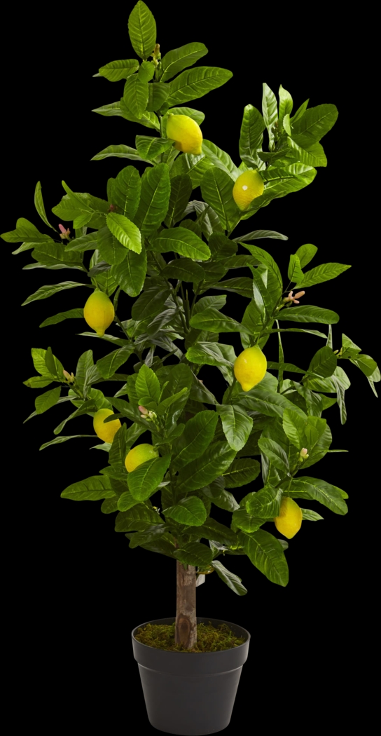 Daira Green Lemon Silk Tree - Thumbnail - Image 1