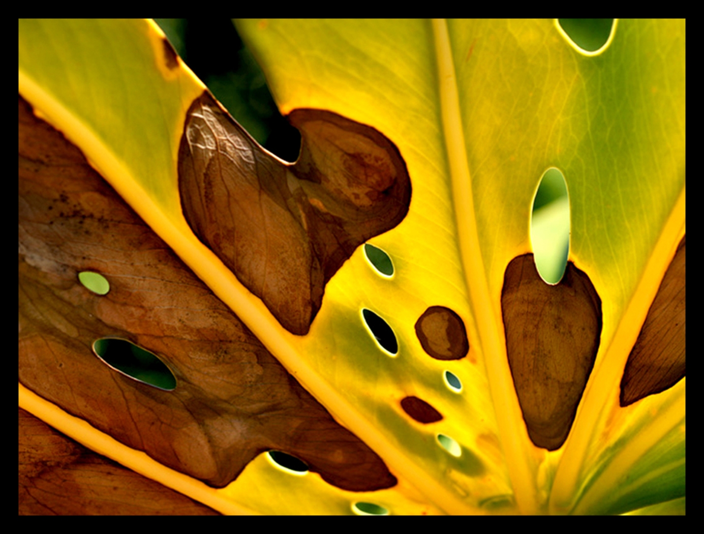 Daphnieview Artwork - Thumbnail - Image 1