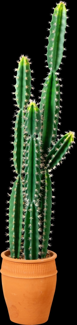 Darland Green Silk Plant - Thumbnail - Image 1