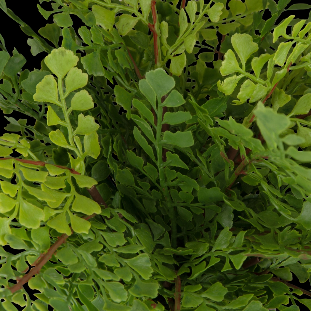 Daski Green Silk Plant - Thumbnail - Image 2