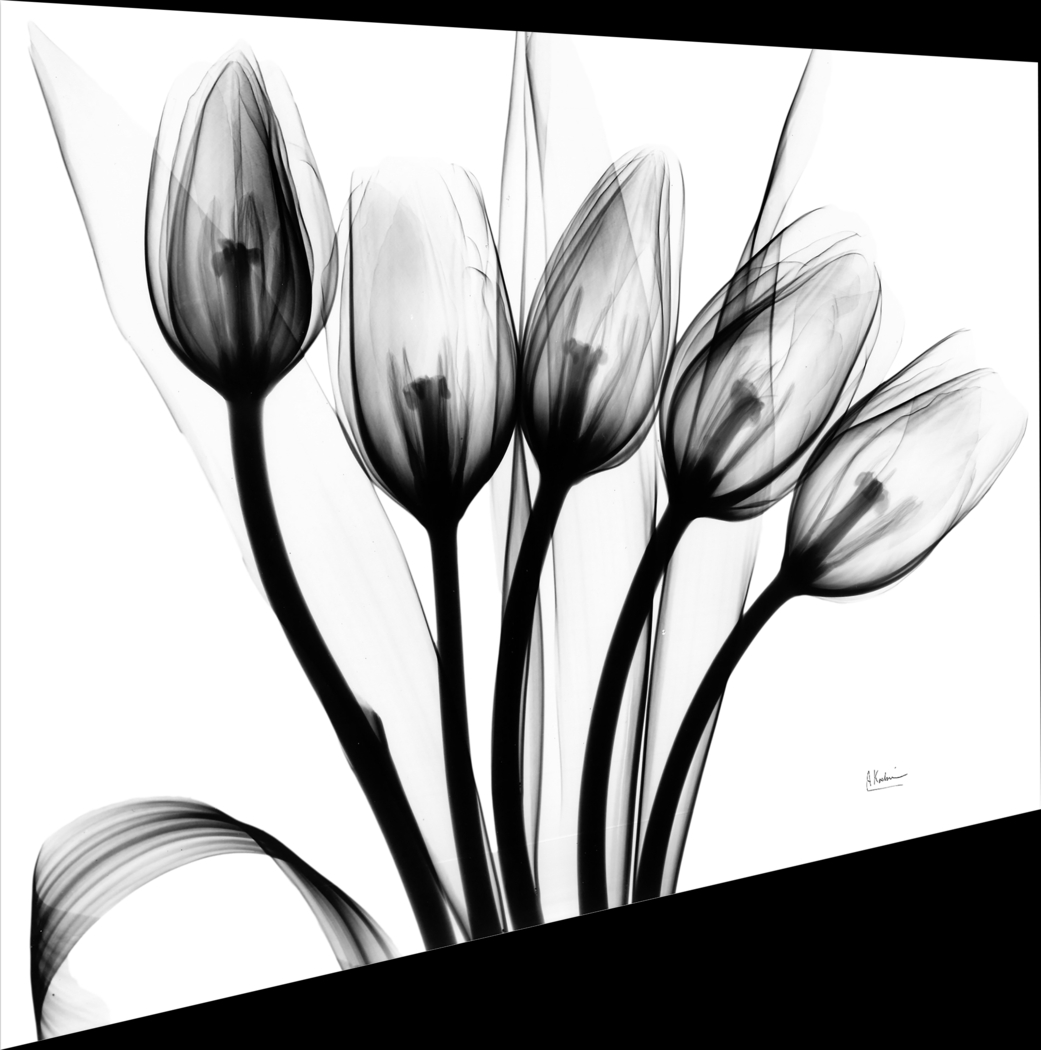 Dauzat Multi Artwork - Thumbnail - Image 6