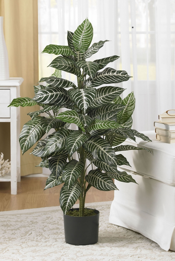 Dynah Green Zebra Silk Plant - Thumbnail - Image 2