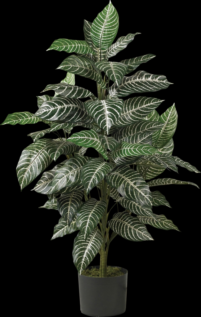 Dynah Green Zebra Silk Plant - Thumbnail - Image 1