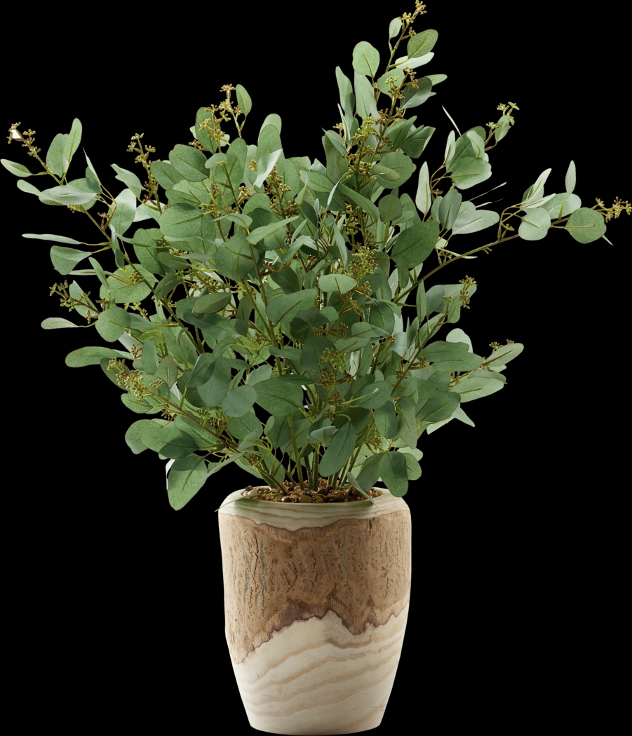 Elleby Brown Plant - Thumbnail - Image 1