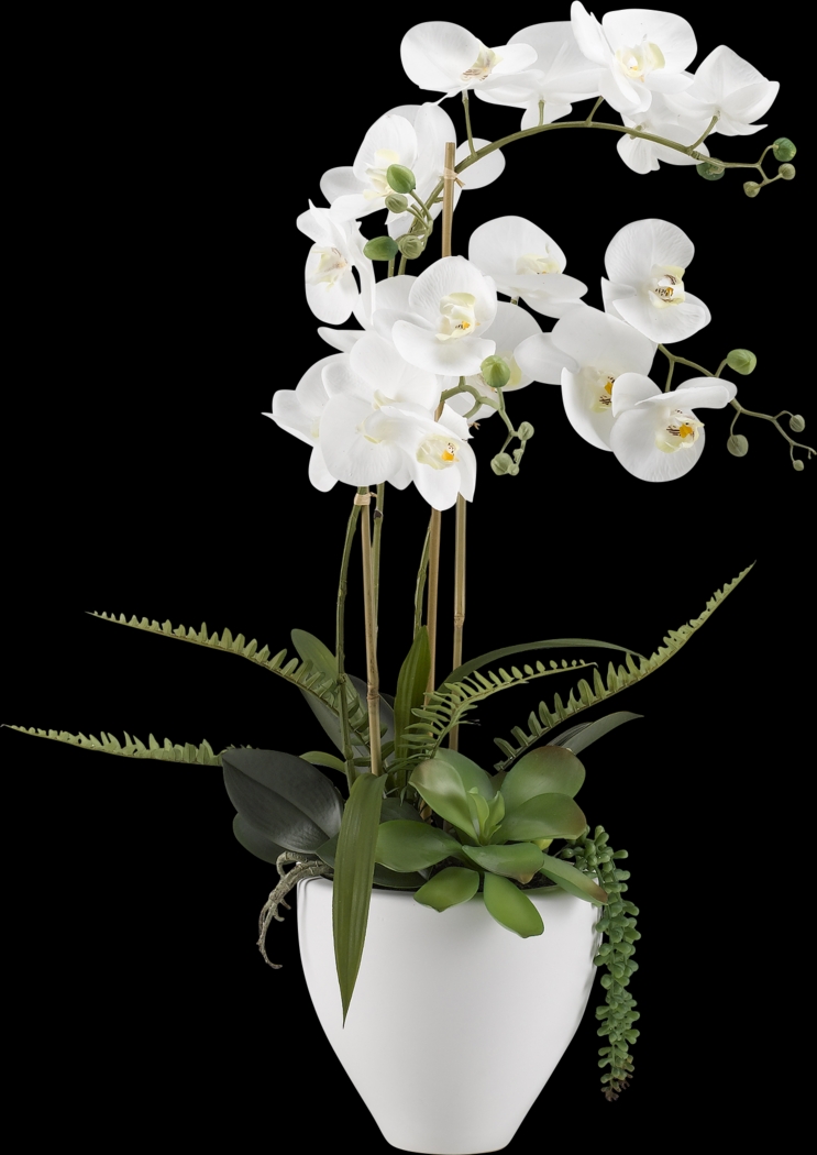 Elmir White Orchid Flower Arrangement - Thumbnail - Image 1