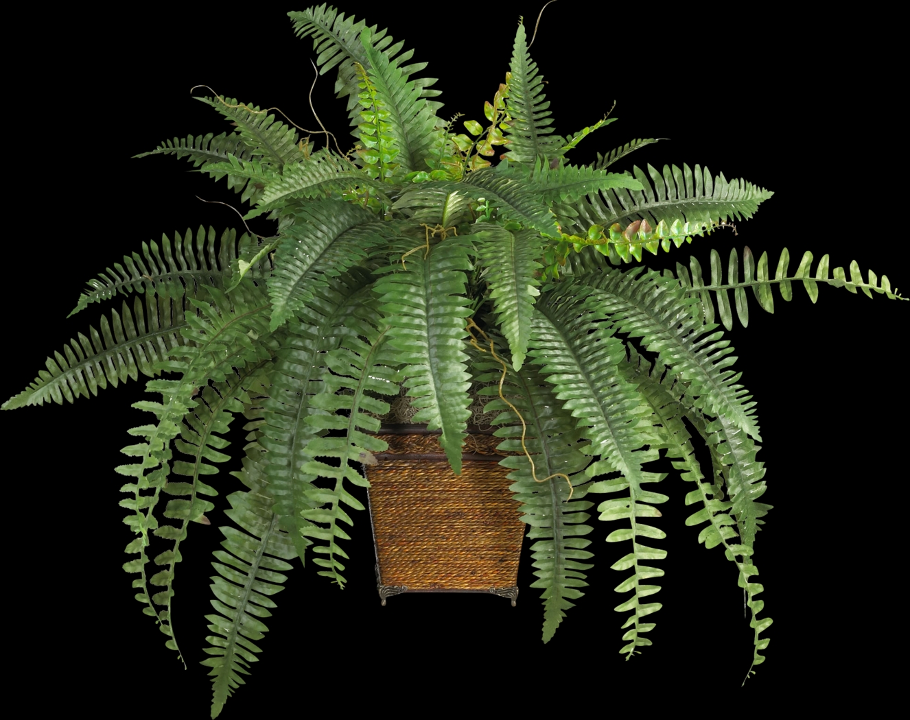 Emelia Green Fern Silk Plant - Thumbnail - Image 1