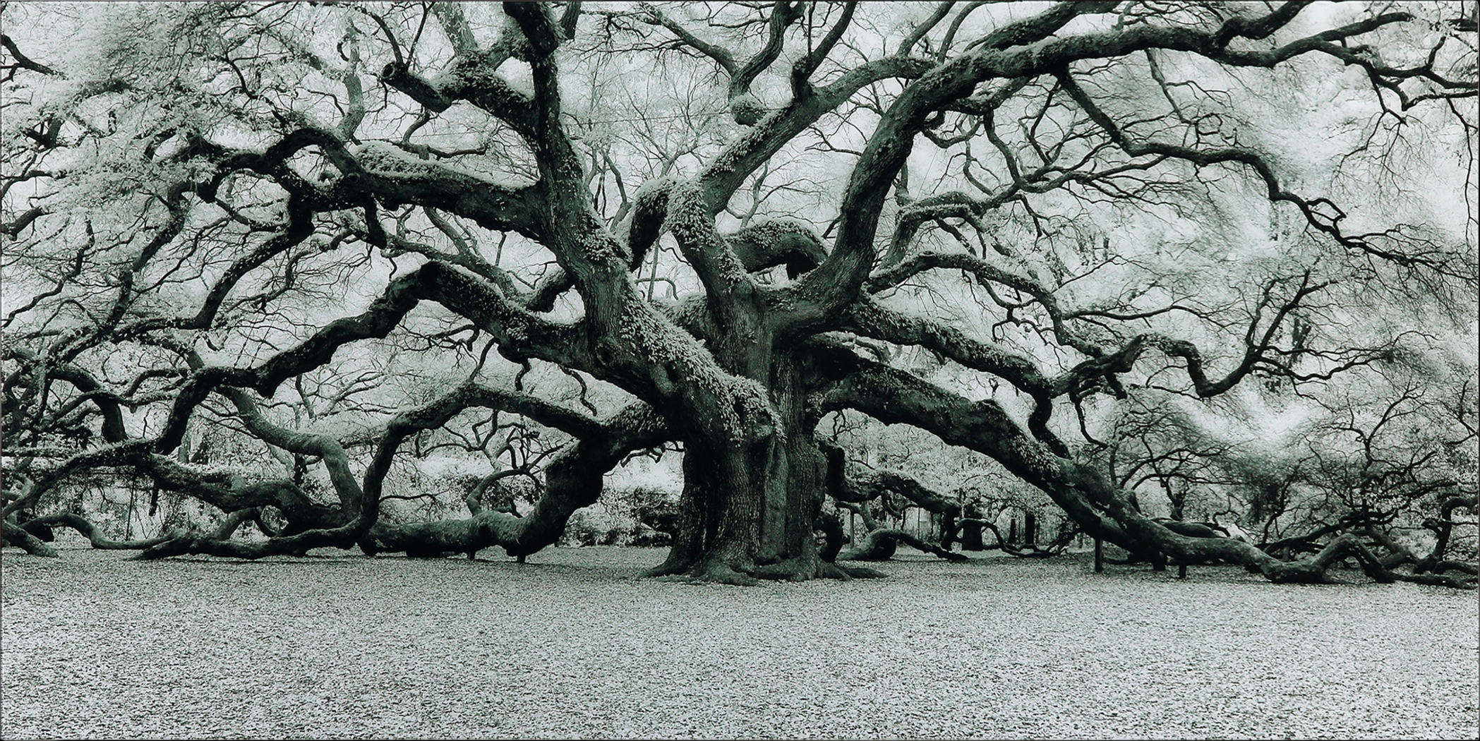 Enchanting Tree Artwork - Thumbnail - Image 1