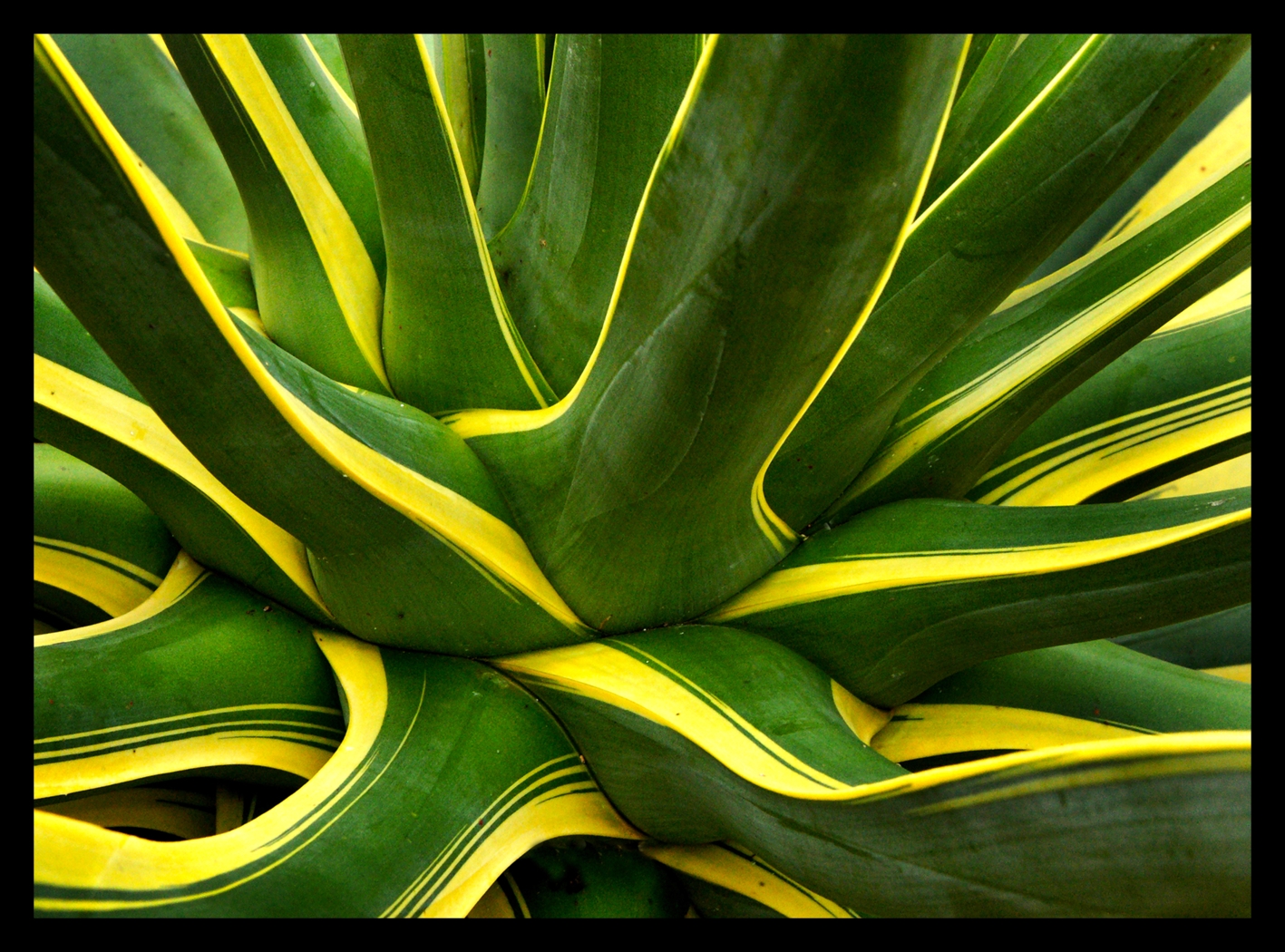 Enfield Artwork - Thumbnail - Image 1