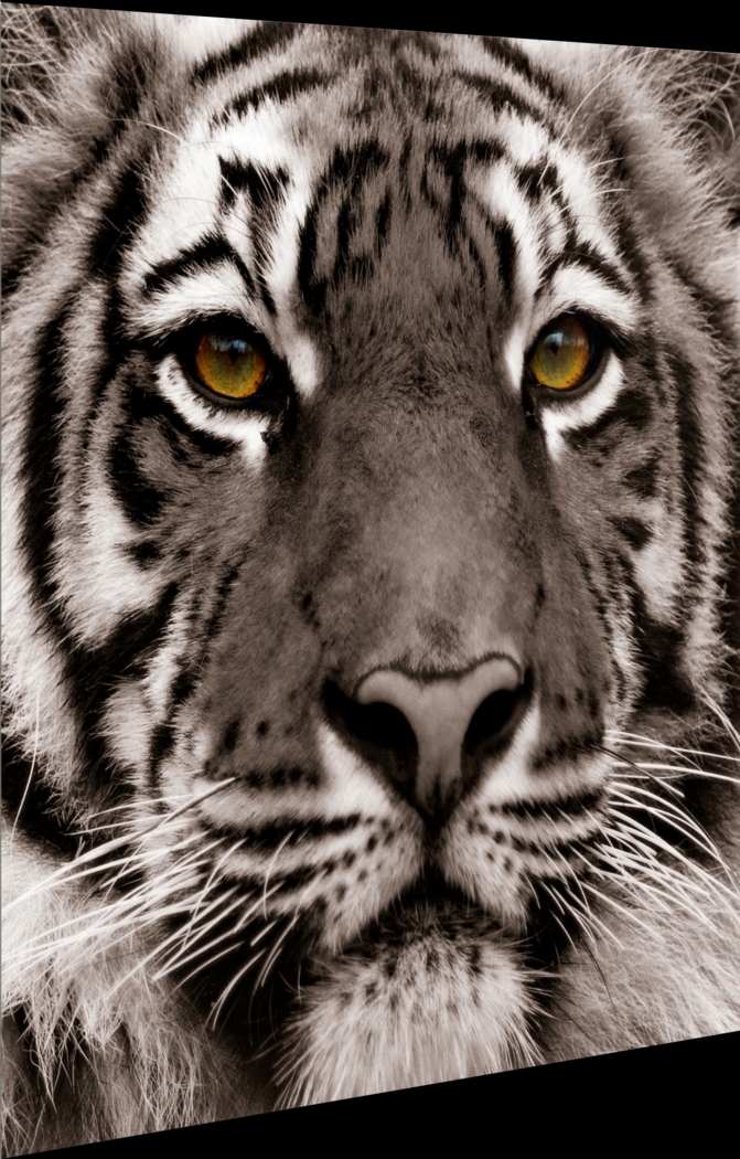 Fierce Look Artwork - Thumbnail - Image 2