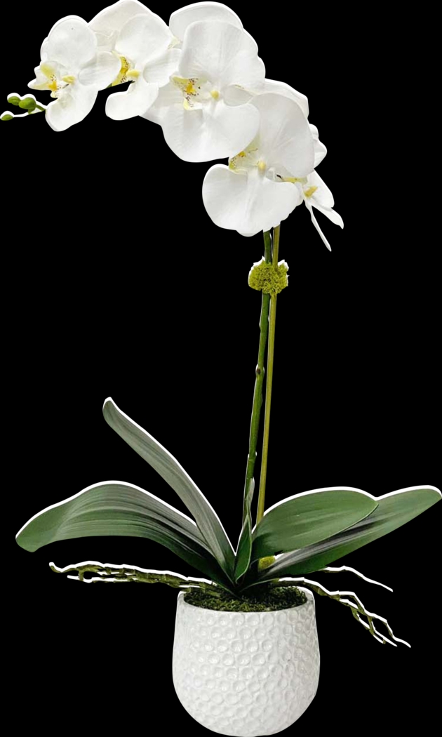 Gosson White Faux Orchid - Thumbnail - Image 1